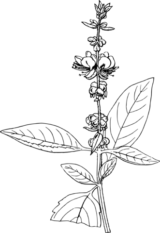 American Basil Coloring Page